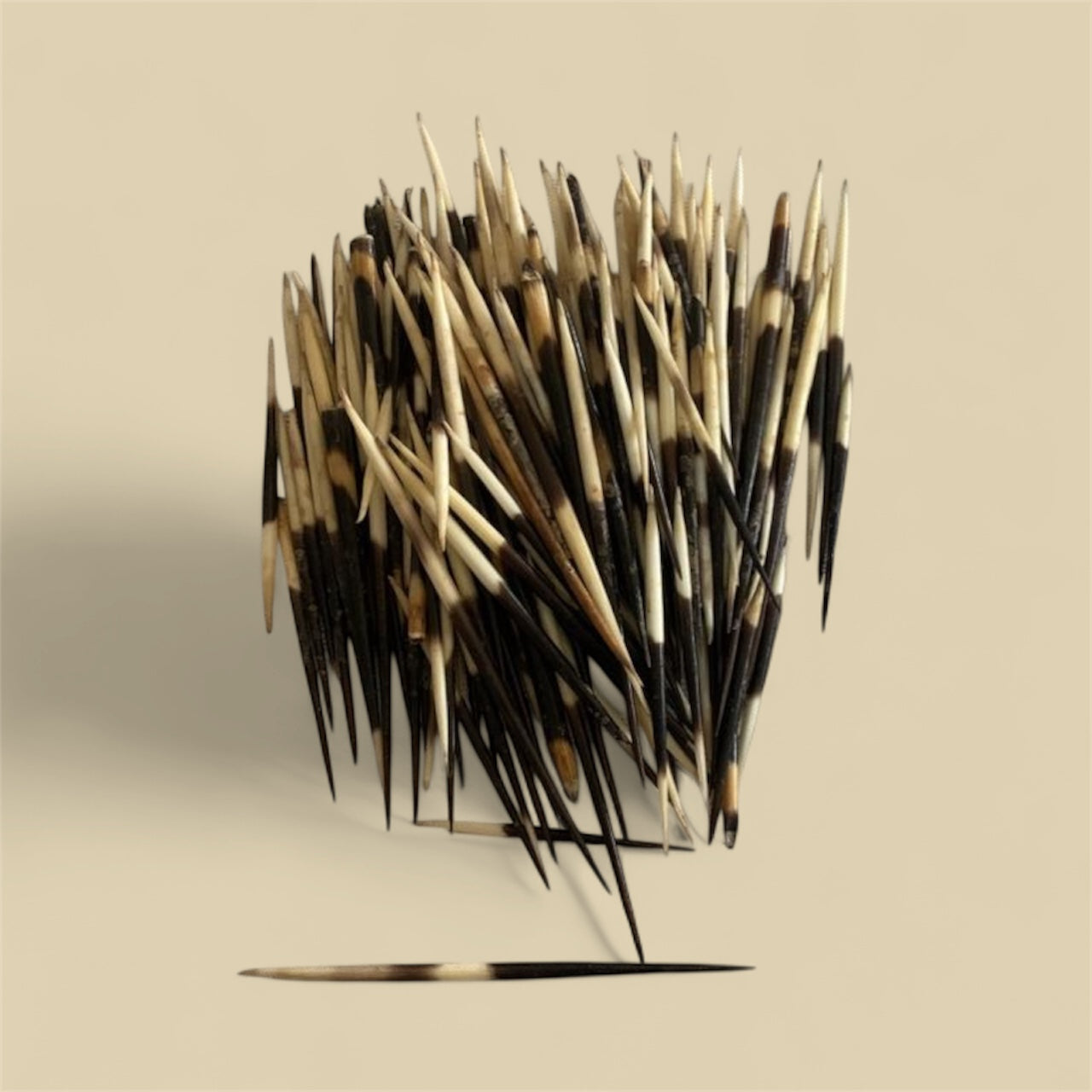 Natural Porcupine Quill Hair Stick