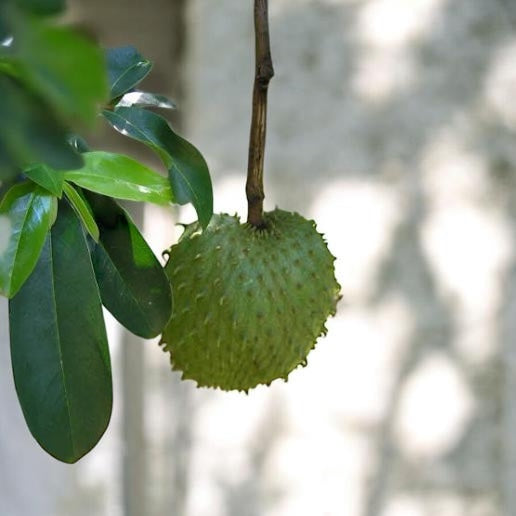 Soursop Leaves (Dried) 50g