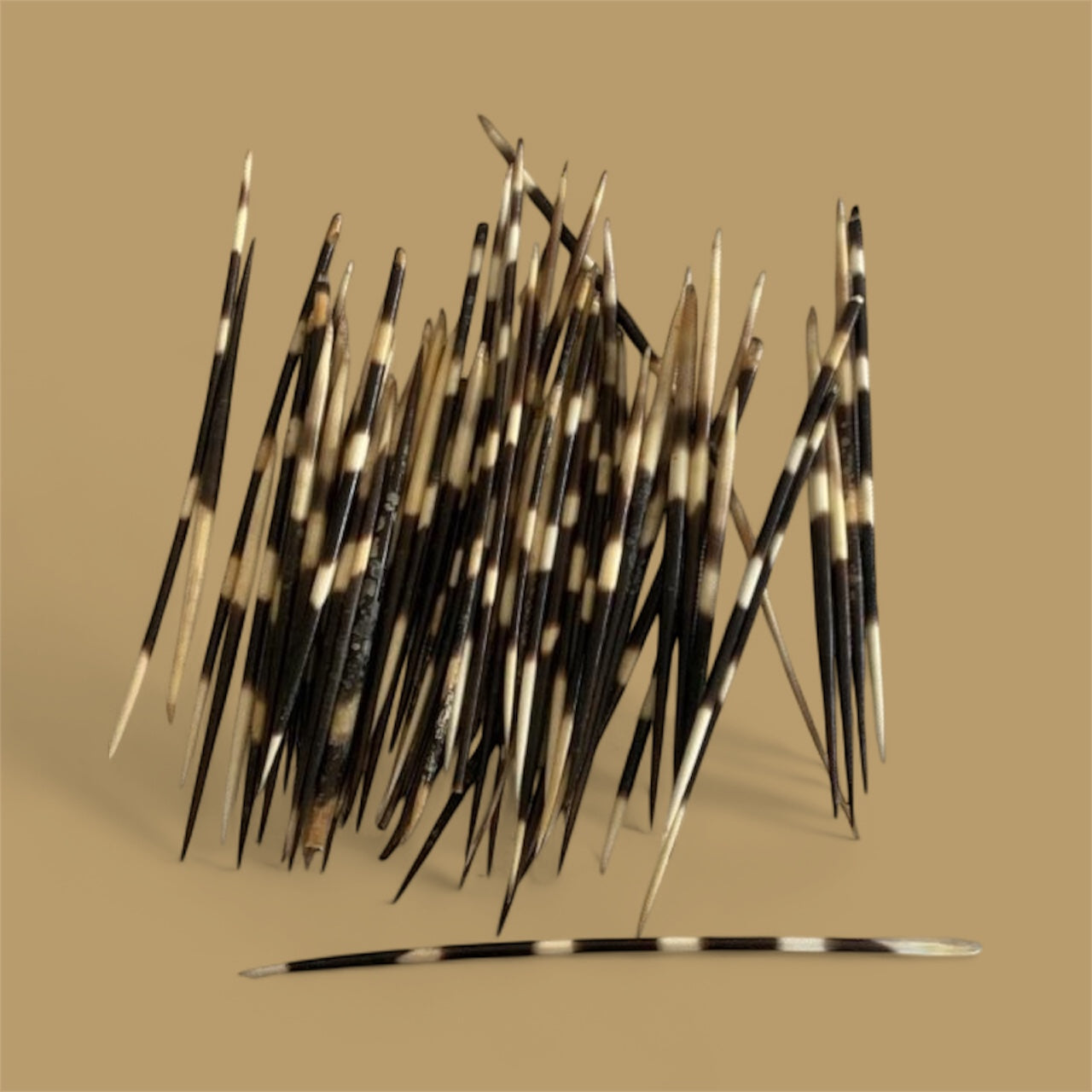 Natural Porcupine Quill Hair Stick