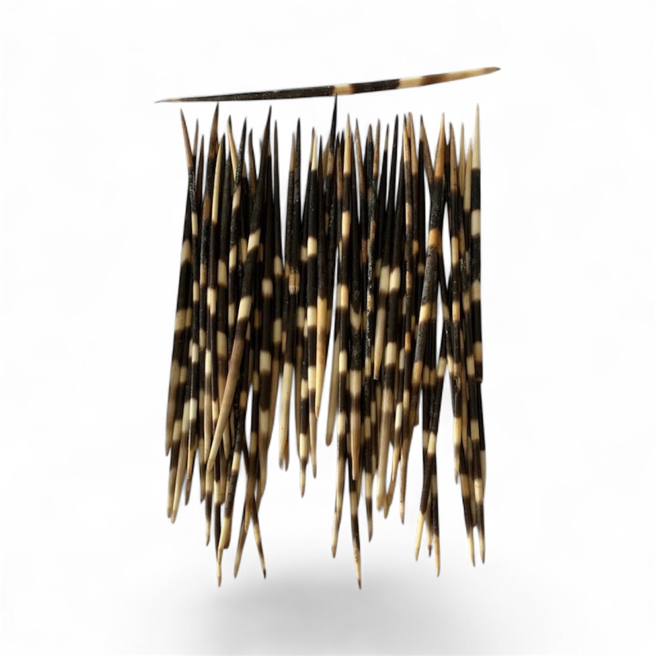 Natural Porcupine Quill Hair Stick