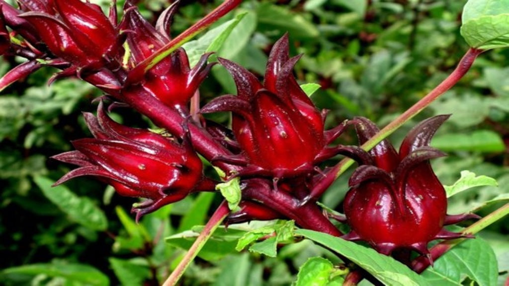 Organic Hibiscus Flowers (Dried) 250g